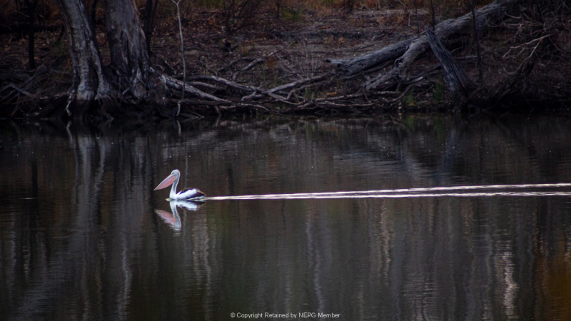 Print-Colour-Gold-Paul-Sauter-The-Pelican