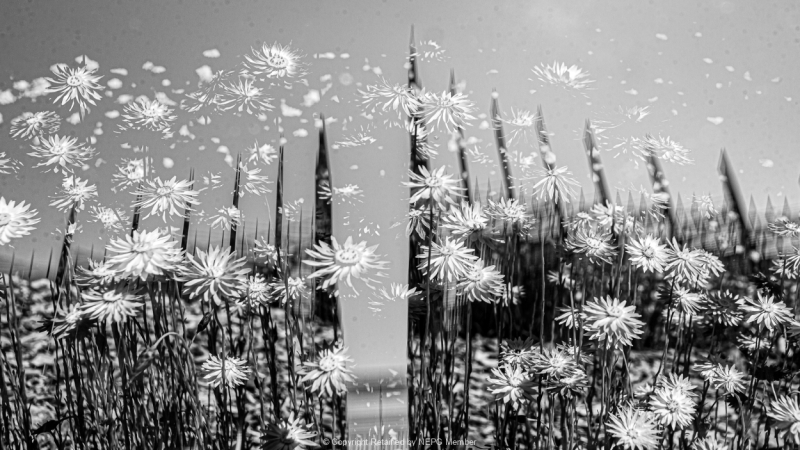 Print-Subject-Silver-Paul-Sauter-Spring-In-The-Spires