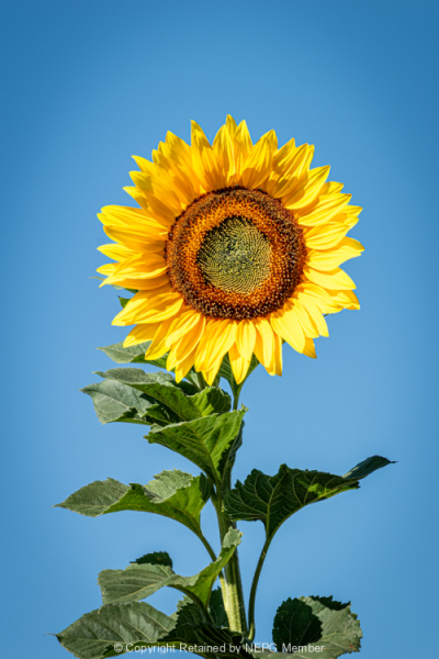Projected-Colour-Bronze-Anne-Mead-A-Sunshiny-Day