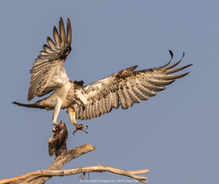 Projected-Colour-Bronze-Barbara-Barnett-Osprey-Landing-Lunch