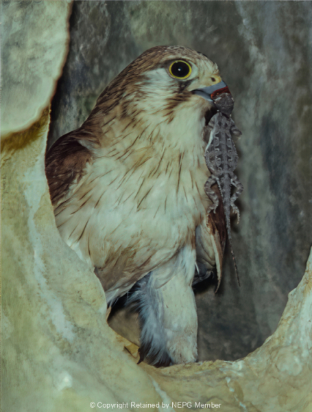 Projected-Colour-Bronze-Fred-Armstrong-Kestrel