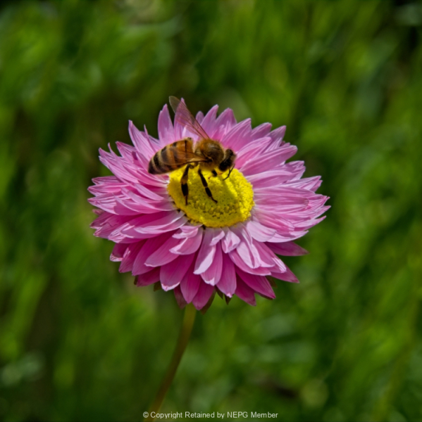 Projected-Colour-Bronze-Greg-Edwards-Bee-Feast