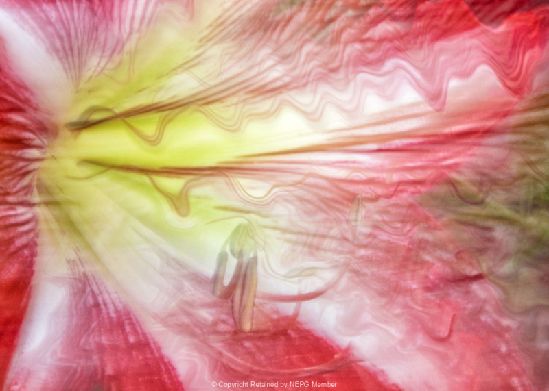 Projected-Colour-Bronze-Jean-Wilson-Hippeastrum-Shake