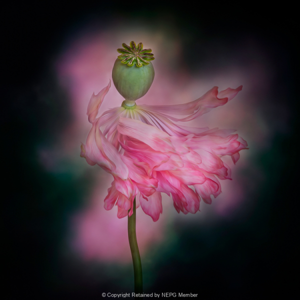 Projected-Colour-Bronze-Maryjo-Gomez-Jackson-NatureS-Performer