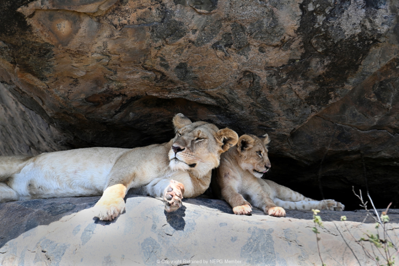 Projected-Colour-Bronze-Nadine-Henley-Lion-And-Cub-Rock-Shelter