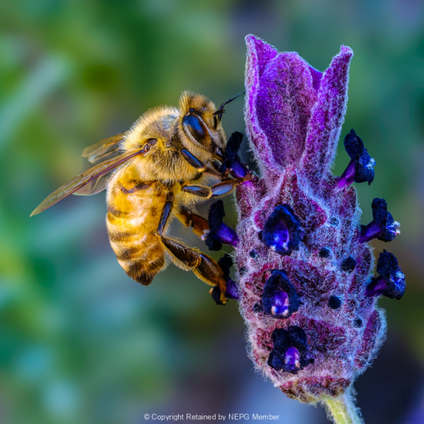 Projected-Colour-Gold-Richard-Eaton-Fanfare-For-The-Common-Bee