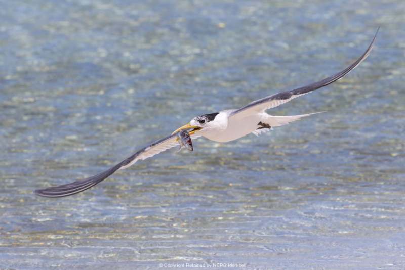 Projected-Colour-Silver-Helen-Rowbottam-Catch-Of-The-Day
