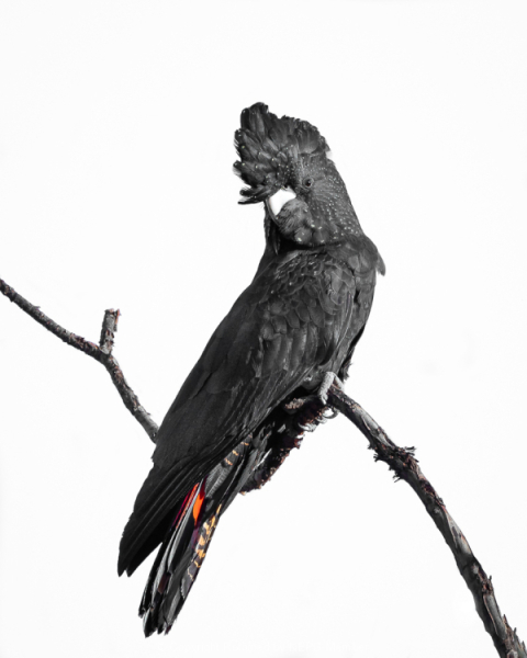 Projected-Colour-Silver-Jacki-Hollick-The-Adolescent