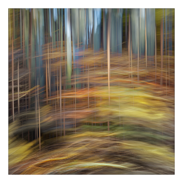 Projected-Colour-Silver-Margrit-Wendt-Enchanted-Forest