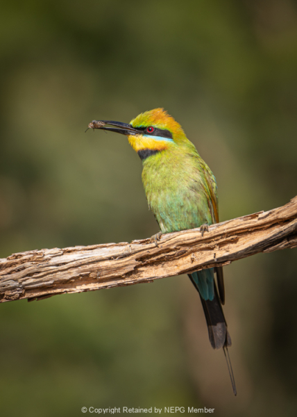 Projected-Colour-Silver-Ron-Jackson-Bee-Eater