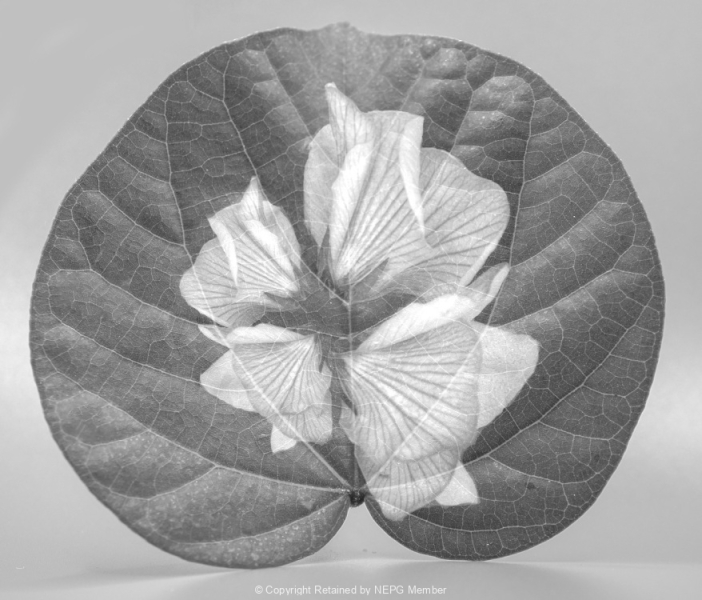 Projected-Mono-Bronze-Roslyn-Van-Welie-Hibiscus