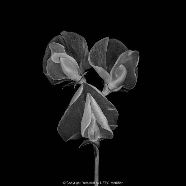 Projected-Mono-Gold-Maryjo-Gomez-Jackson-Poetry-Of-Veins