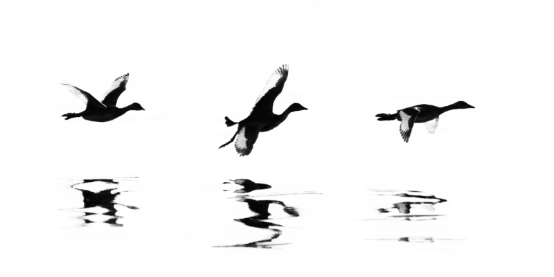 Projected-Mono-Silver-Jacki-Hollick-Wild-Wings