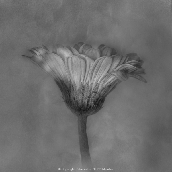 Projected-Mono-Silver-Joyce-Rubelli-Daisy-Glow