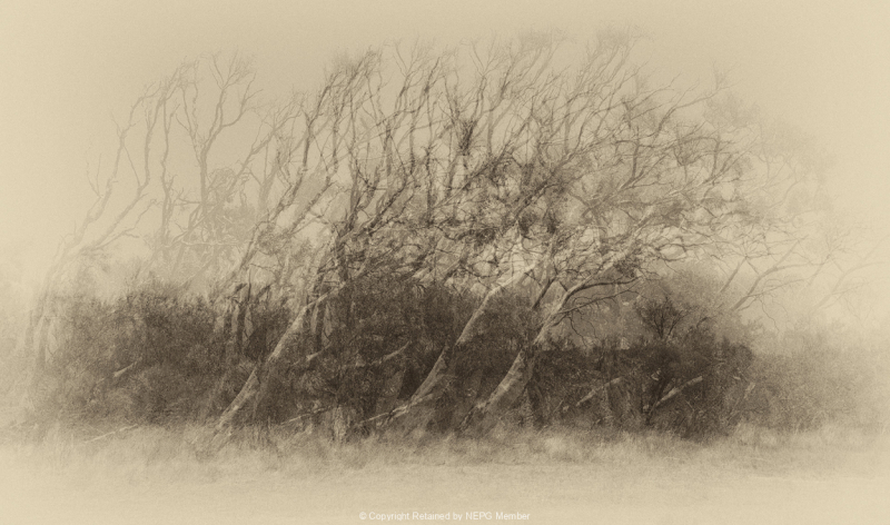 Projected-Subject-Bronze-Kate-Bilton-Wispy-Trees