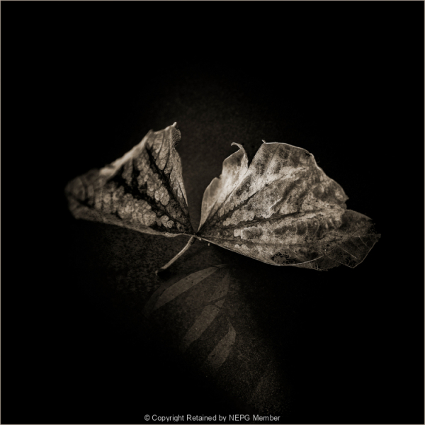 Projected-Subject-Silver-Margrit-Wendt-Butterfly