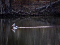 Print-Colour-Gold-Paul-Sauter-The-Pelican