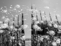 Print-Subject-Silver-Paul-Sauter-Spring-In-The-Spires