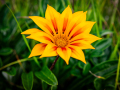 Projected-Colour-Bronze-Angela-Bushby-In-Bloom