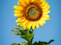 Projected-Colour-Bronze-Anne-Mead-A-Sunshiny-Day