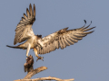 Projected-Colour-Bronze-Barbara-Barnett-Osprey-Landing-Lunch