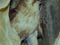Projected-Colour-Bronze-Fred-Armstrong-Kestrel