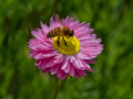 Projected-Colour-Bronze-Greg-Edwards-Bee-Feast