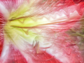 Projected-Colour-Bronze-Jean-Wilson-Hippeastrum-Shake