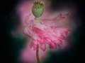Projected-Colour-Bronze-Maryjo-Gomez-Jackson-NatureS-Performer