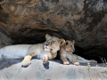 Projected-Colour-Bronze-Nadine-Henley-Lion-And-Cub-Rock-Shelter