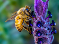 Projected-Colour-Gold-Richard-Eaton-Fanfare-For-The-Common-Bee