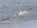 Projected-Colour-Silver-Helen-Rowbottam-Catch-Of-The-Day