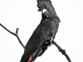 Projected-Colour-Silver-Jacki-Hollick-The-Adolescent