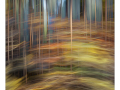 Projected-Colour-Silver-Margrit-Wendt-Enchanted-Forest