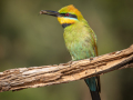Projected-Colour-Silver-Ron-Jackson-Bee-Eater