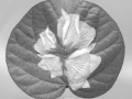 Projected-Mono-Bronze-Roslyn-Van-Welie-Hibiscus