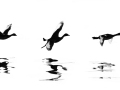 Projected-Mono-Silver-Jacki-Hollick-Wild-Wings