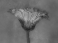 Projected-Mono-Silver-Joyce-Rubelli-Daisy-Glow