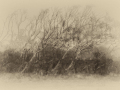 Projected-Subject-Bronze-Kate-Bilton-Wispy-Trees