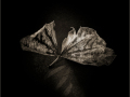 Projected-Subject-Silver-Margrit-Wendt-Butterfly