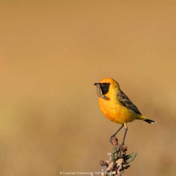 Print-Colour-Gold-Helen-Rowbotham-Golden-Bird