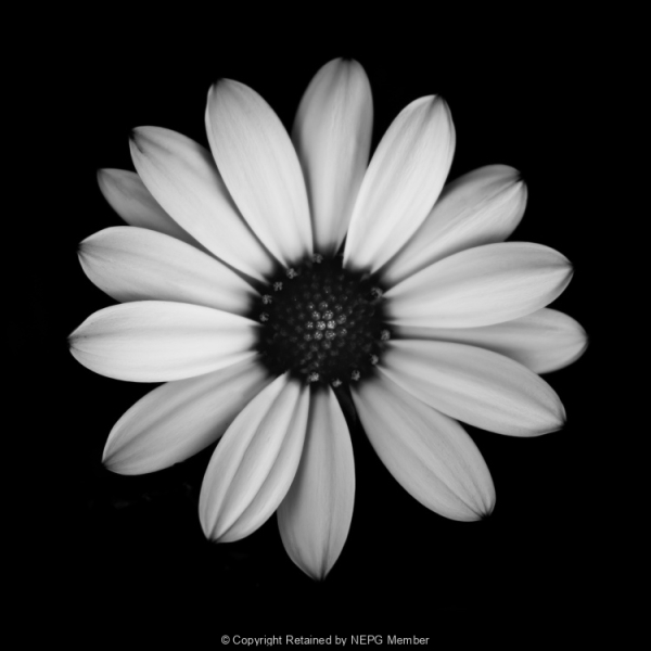 Print-Mono-Bronze-Lilly-OHara-Simplicity