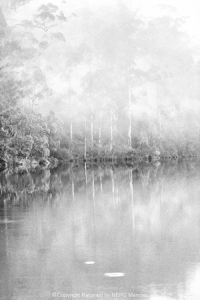 Print-Mono-Gold-Nadine-Henley-Karri-Valley-Forest