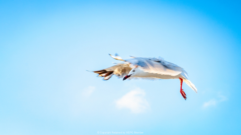 Projected-Colour-Bronze-Angela-Bushby-In-Flight