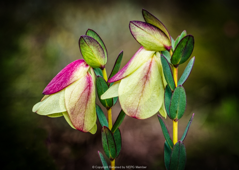 Projected-Colour-Bronze-Kay-Cypher-Wilder-Flower
