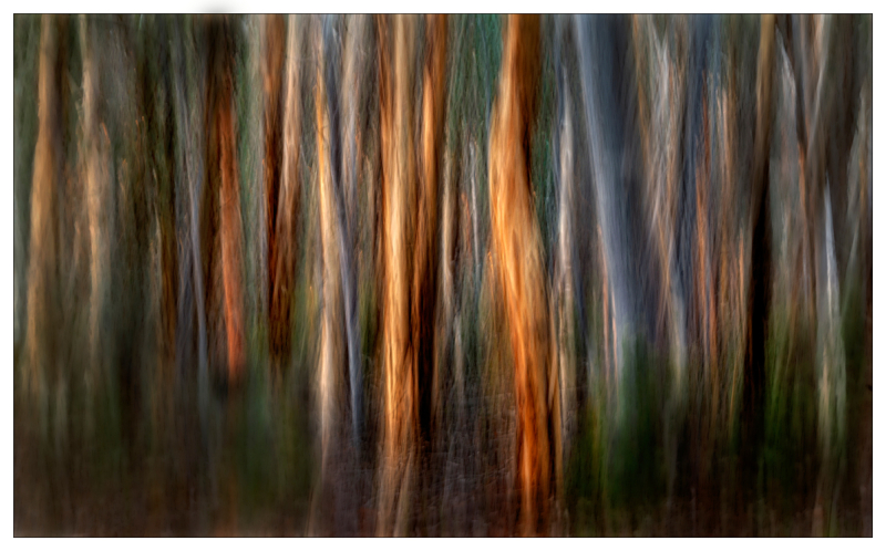 Projected-Colour-Silver-Barbara-Brown-Dryandra
