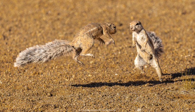 Projected-Subject-Bronze-Barbara-Barnett-Squirrels-Fighting