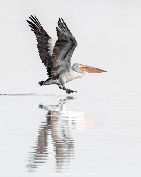 Projected-Subject-Silver-Jacki-Hollick-Flying-Low