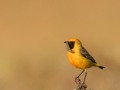 Print-Colour-Gold-Helen-Rowbotham-Golden-Bird