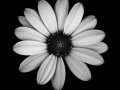 Print-Mono-Bronze-Lilly-OHara-Simplicity